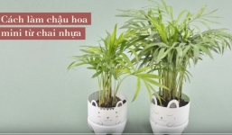 Hướng dẫn làm chậu cây xinh xắn từ chai nhựa tái chế